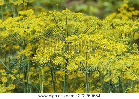 Plant Spice Dill Yellow In Summer In Sunny Weather.