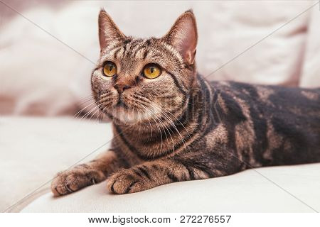 British Short Hair Cat With Bright Yellow Eyes Sitting On The Sofa. Tebby Color, Indoors, Natural Li