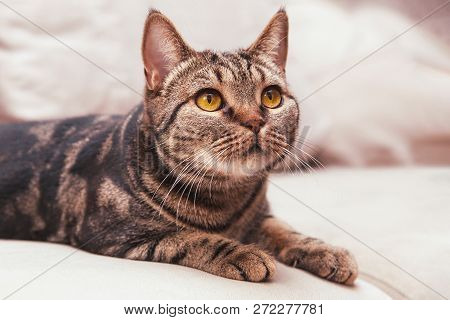 British Short Hair Cat With Bright Yellow Eyes Sitting On The Sofa. Tebby Color, Indoors, Natural Li
