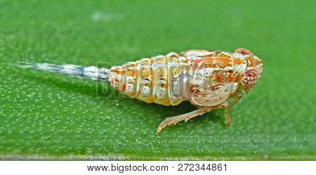 Macro Photography Of Planthopper On Green Leaf