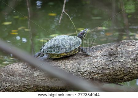 Red-eared Slider On A Branch Is A Freshwater Turtle