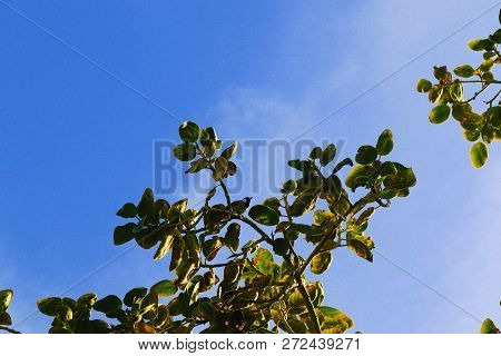 A Bird Stares Away From A Tree With A Background Of Sky