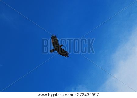 A Crow Flies Spreading Its Majestic Wings