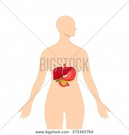 Medical Illustration Of The Bile Duct And Surrounding Organs Inside Of Female Body. Simple Vector Il