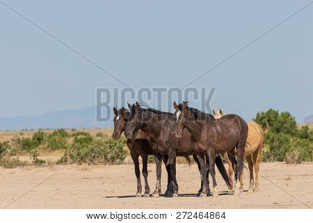 Wild Horses In The Utah Desert In Summer