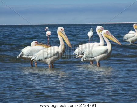 Afrikanska Pelican
