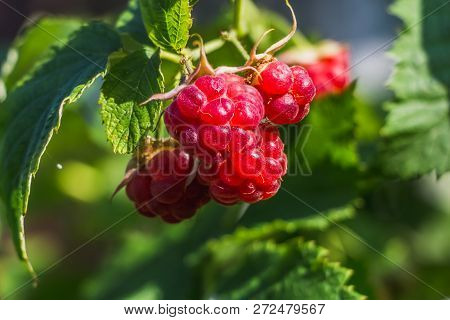 The Twigs Of Group Of Red Fresh Ripe Raspberry Berries On A Raspberry Bush With Bright Green Leaves 