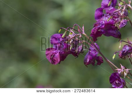 Selective Focus. Wildflowers Summer Day. Close Up