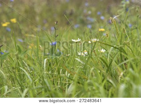 Summer Day. Wild Flowers In The Field.