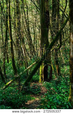 Landscape - Path In Yew-boxwood Grove With Hollow Tree
