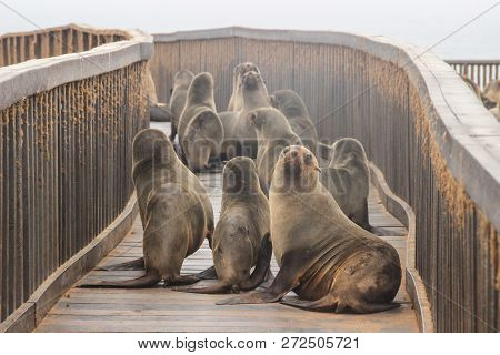 Cute Seals Frolic On The Shores Of The Atlantic Ocean In Namibia. Cape Cross