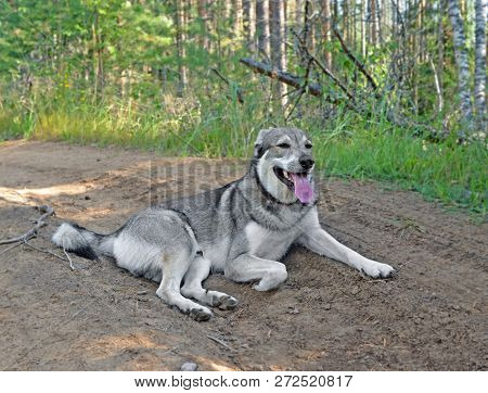 Dog Lies On  Sandy Road In Hot Summer Day. It Was Run In Forest And Laid Down To Have Rest In Shadow