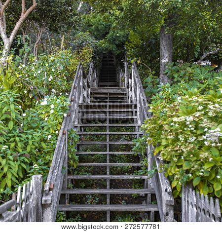 Wooden Stairs In The Forest Amid Lush Foliage
