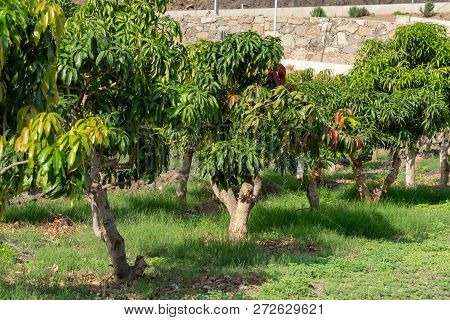 Tropical Mango Tree Growing In Orchard On Gran Canaria Island, Spain. Cultivation Of Mango Fruits On