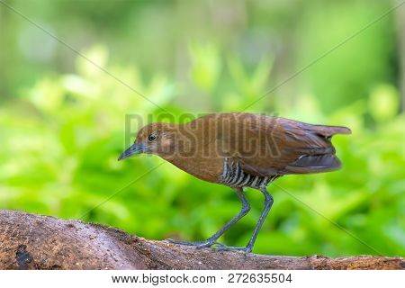 The Slaty-legged Crake Or Banded Crake (rallina Eurizonoides) Is A Waterbird In The Rail And Crake F