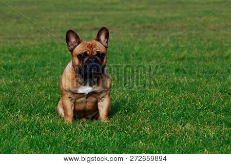Dog Breed French Bulldog Is Sitting On Green Grass