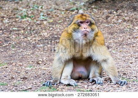Barbary Macaque Monkey Sitting On Ground In The Cedar Forest, Azrou, Morocco In Africa