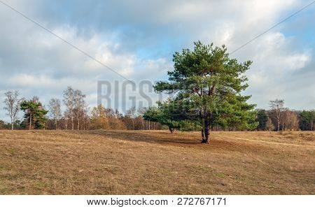 Solitary Scots Pine In The Foreground Of A Large Field With Dried Grass On The Edge Of A Forest Near