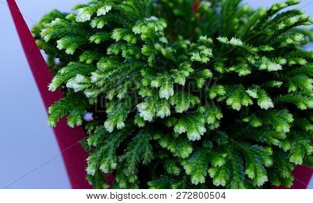 Green Leaves Of Selaginella Moss In A Red Flowerpot Close-up.