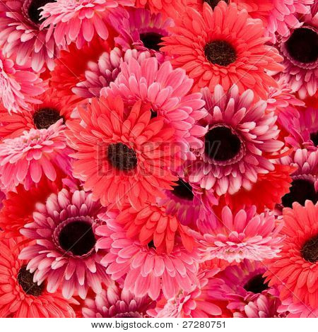 ดอกไม้สีชมพูสวยงาม