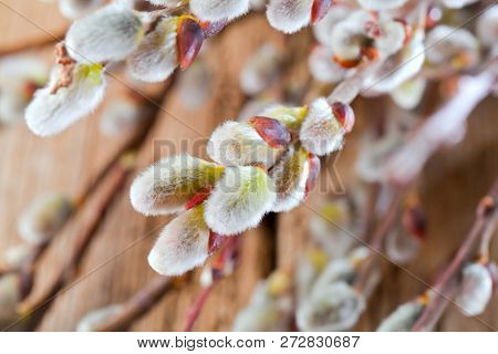 Easter Greeting Card With Pussy Willow Bunch Over Wooden Background