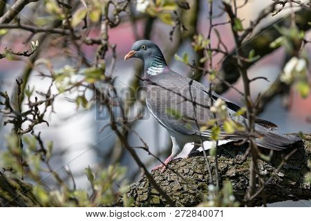Wood Pigeon Perching On Tree Among Thin Branches. Common Wood Pigeon (columba Palumbus) Is Big Grey 