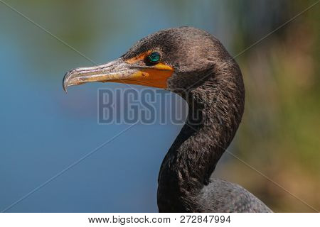 Double-crested Cormorant In Florida Everglades With Beautiful Eye