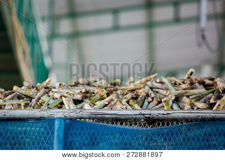 Cane Pieces From Sugar Cane Cutter For Sugar Factory.