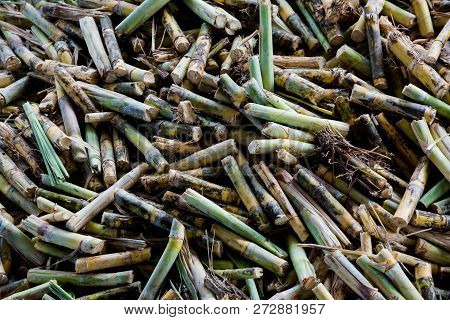 Cane Pieces From Sugar Cane Cutter For Sugar Factory.