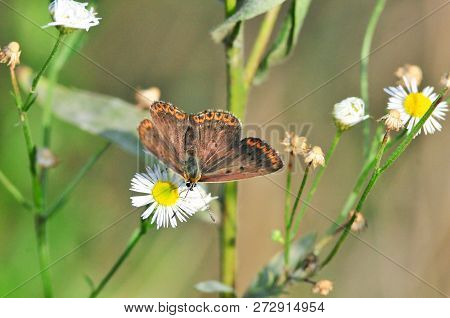 Aricia Agestis, The Brown Argus, Is A Butterfly In The Family Lycaenidae.
