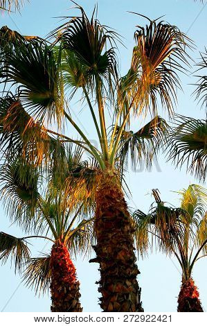 Palm Tree With Branches And Leaves In The Park Garden