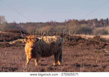 Scottish Higland Cow On The Moorlands Of The Dutch Province Of Drente