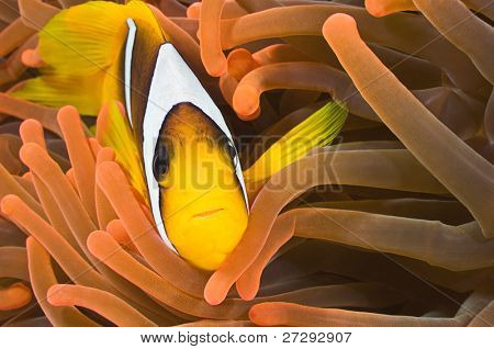 Anemone vis in zijn kleurrijke host zeeanemonen.