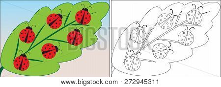 Coloring Book For Children. Ladybugs Cartoon On Leaf. Vector Illustration.