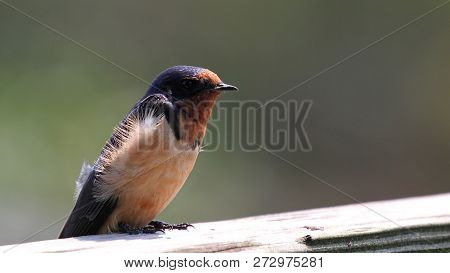 Barn Swallow Perched On Fence Near The Woods.