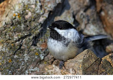 Black Capped Chickadee Looking For Food In The Woods