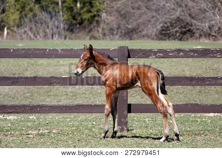 Foal Playing Around Or Sleeping In The Paddock At The Farm