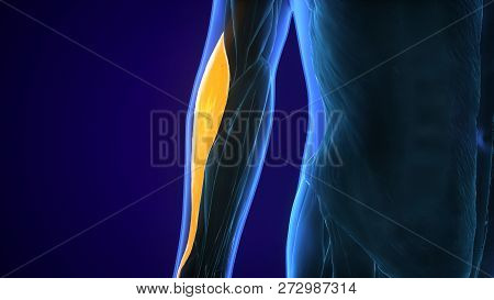 3d Illustration Medically Accurate Illustration Of The Brachialis