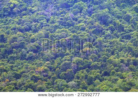 Blurred Mountain Fell Full Of Green Trees Green Forest For Background, Blur Image Of Amazon Forest T