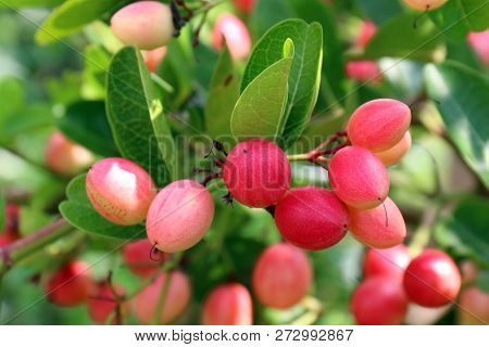 Carissa Carandas, Carunda, Karonda Seeds Ripe Pink Or Red Colorful, Tropical Citrus Karanda Or Korom