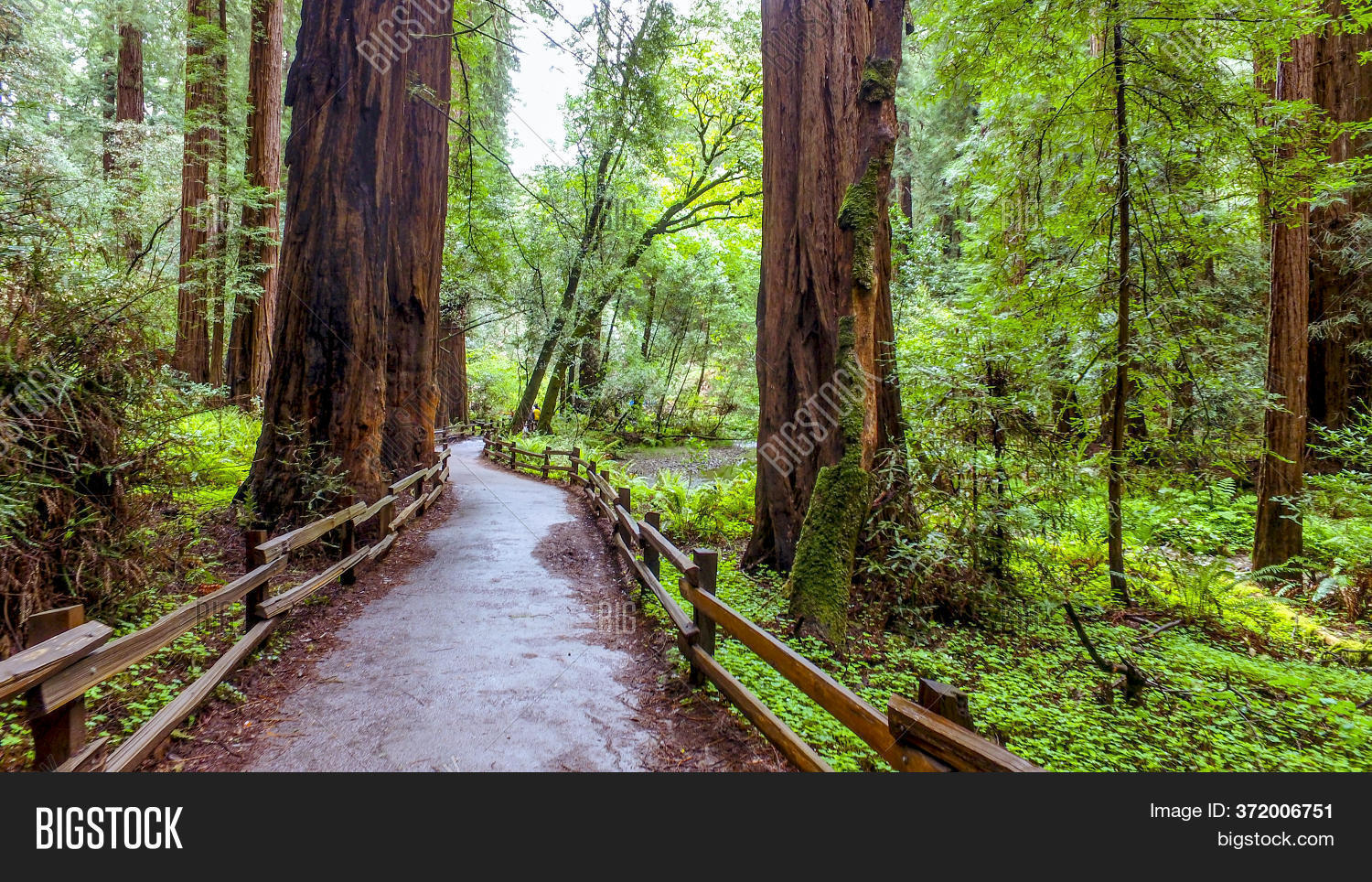 Giant Red Cedar Trees Image & Photo (Free Trial) Bigstock