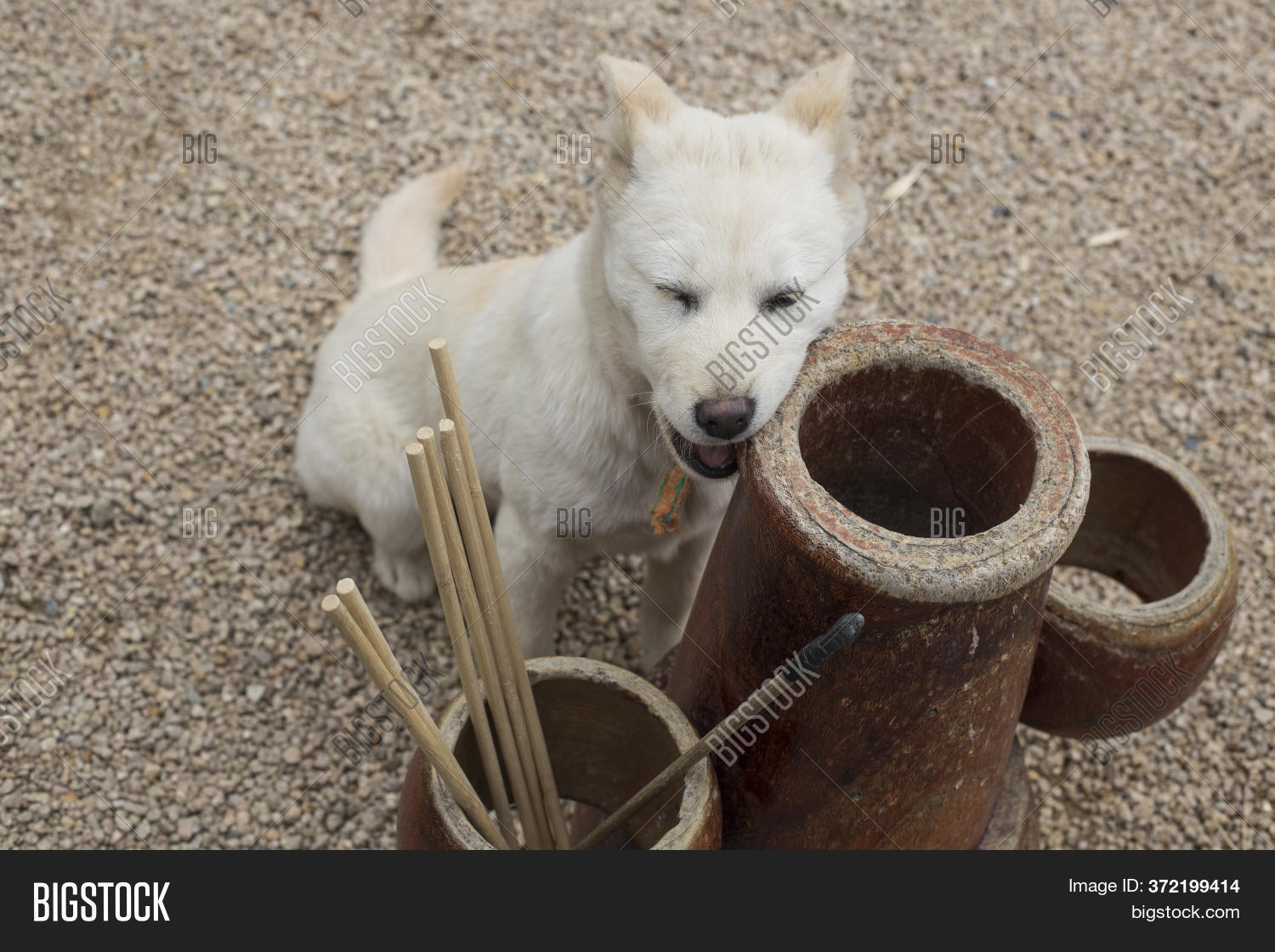 dog scratching teeth