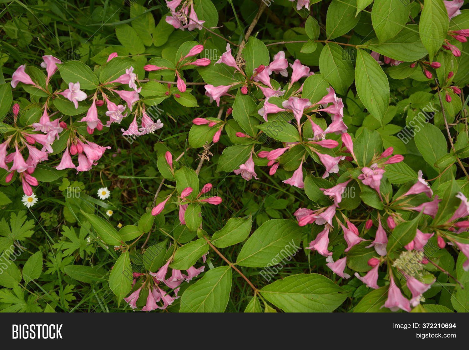 Flowers Pink Weigela Image Photo Free Trial Bigstock