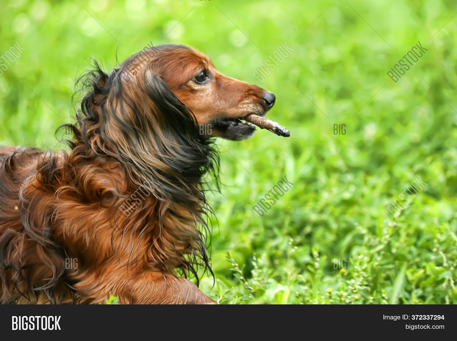 red long haired dachshund