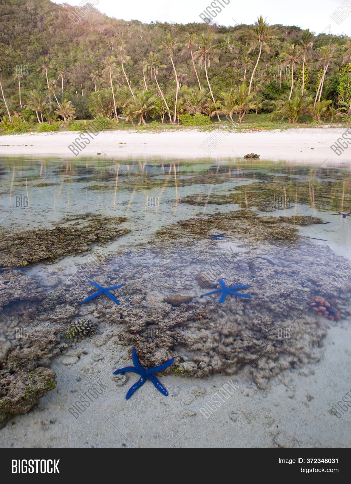 Blue Star Fish Off Image & Photo (Free Trial) | Bigstock
