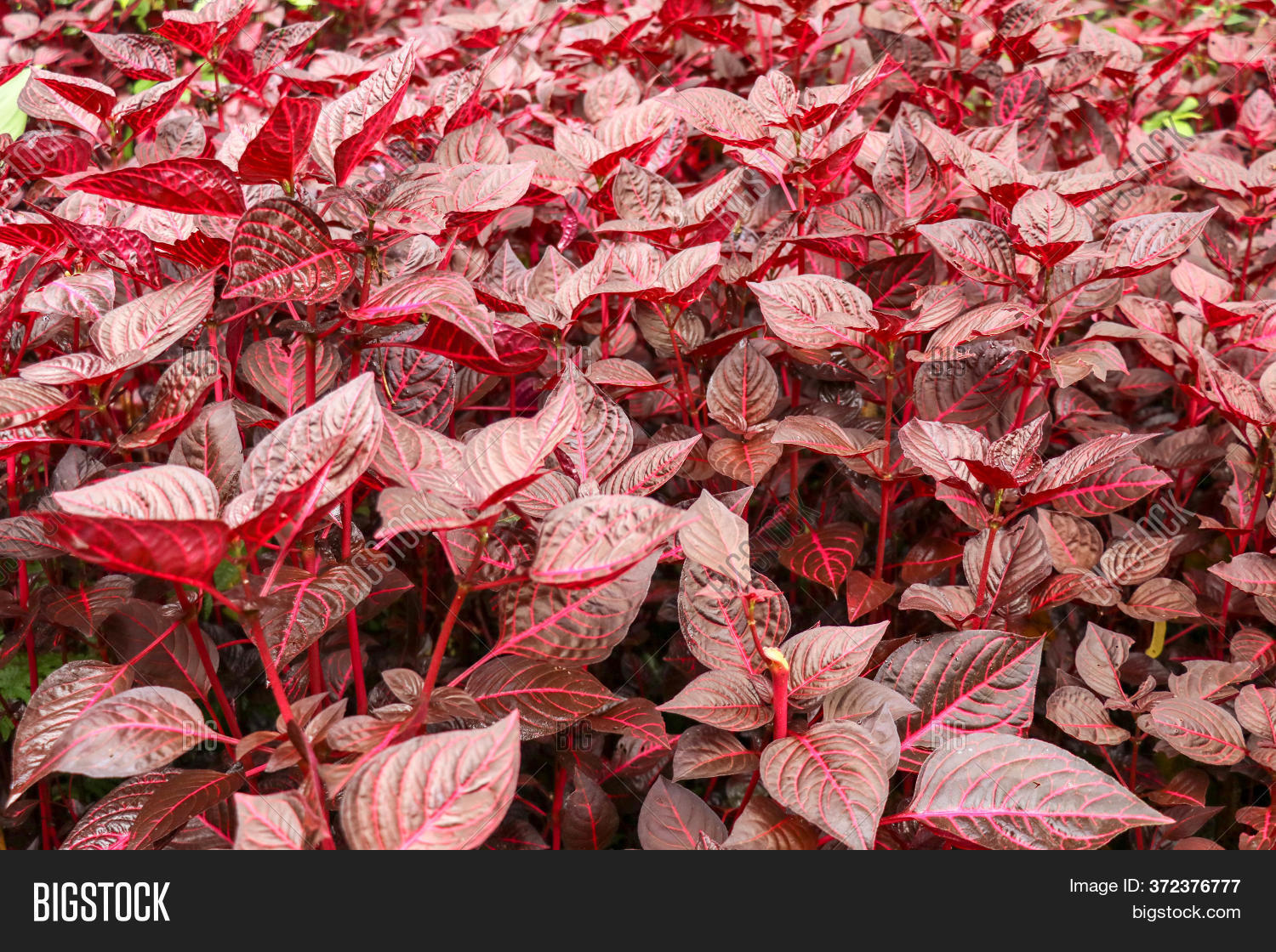 red leaves plant in florida