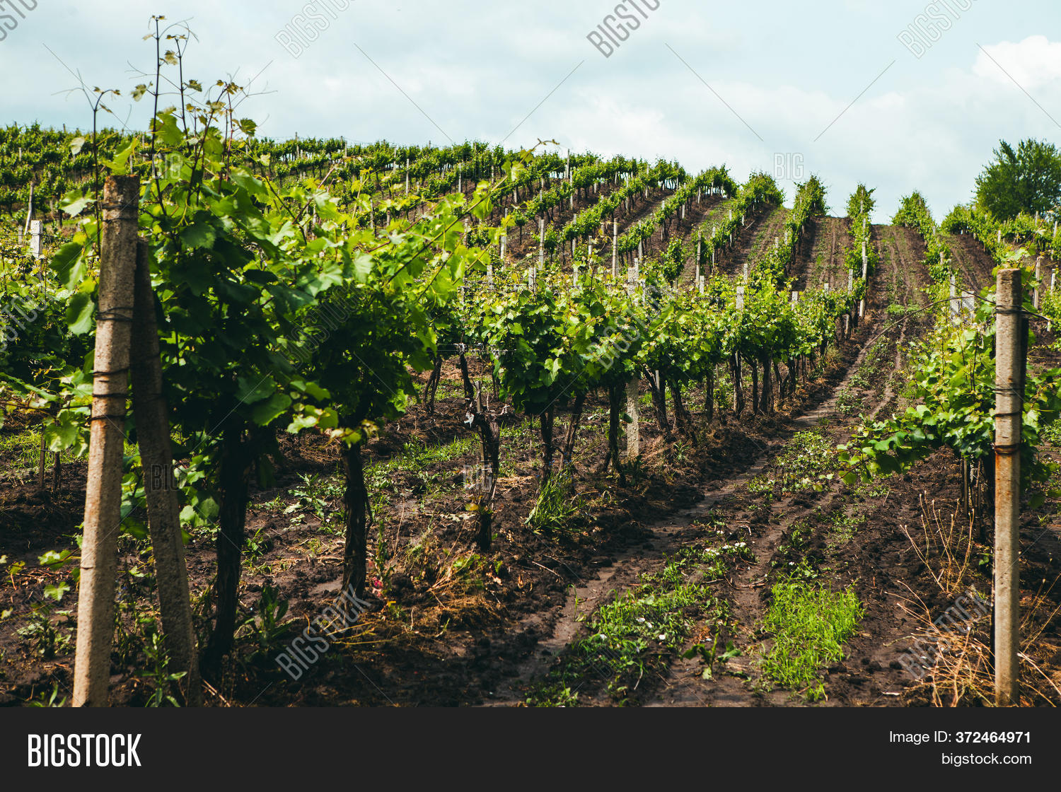 Landscape Vineyard, Image & Photo (Free Trial) | Bigstock