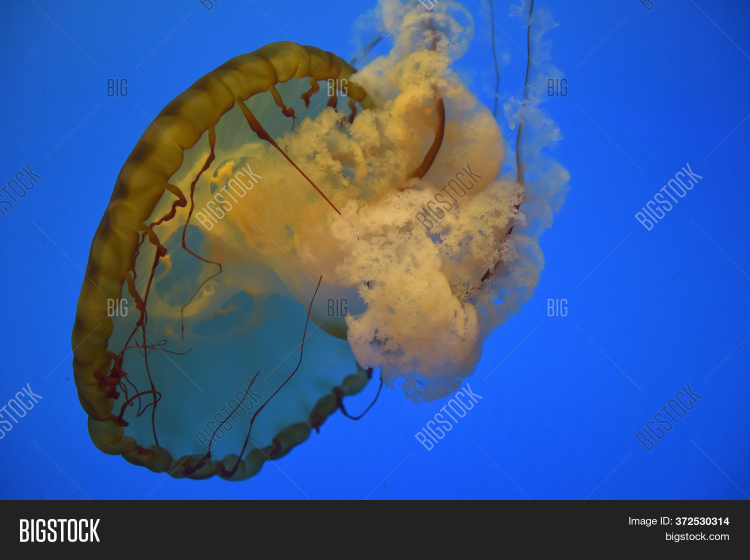 Jellyfish Jellies Image & Photo (Free Trial) Bigstock