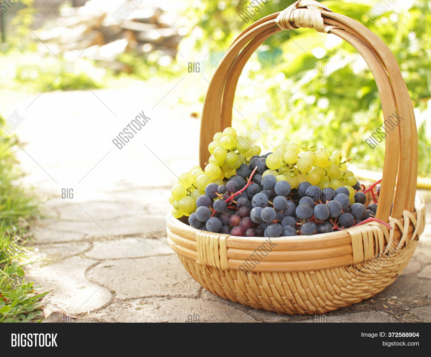 Ripe White Black Rape Image & Photo (Free Trial) | Bigstock
