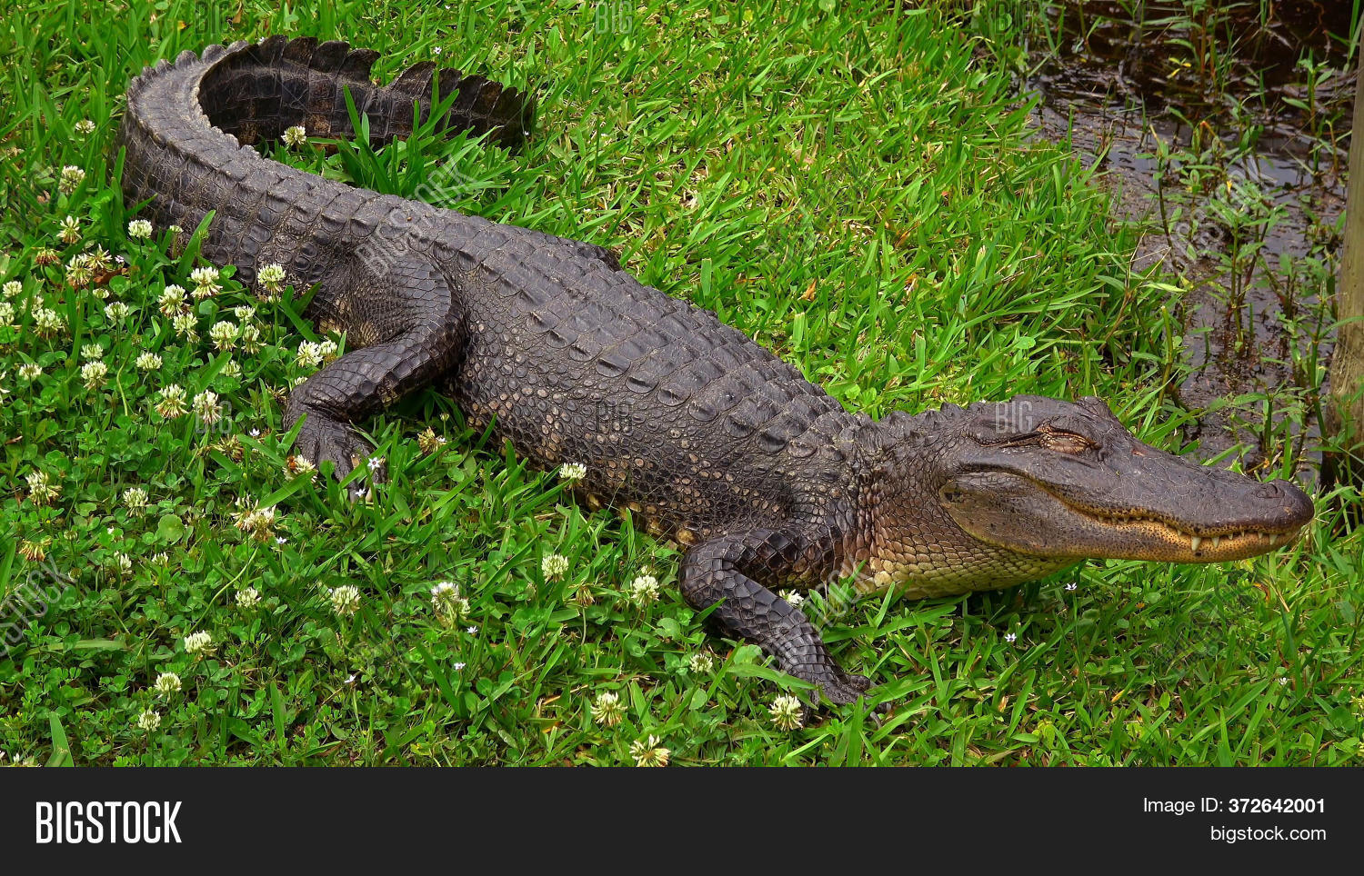 Wild Alligator Swampy Image & Photo (Free Trial) Bigstock